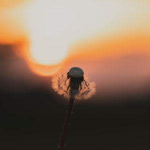 Dandelion, Taraxacum erythrospermum, seeds, sunset, Swabian Jura, Baden-Württemberg, Germany, Europe Dandelion, Taraxacum erythrospermum, seeds, sunset, Swabian Jura, Baden-Württemberg, Germany, Europe
